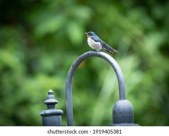 Portrait of barn swallow (Hirundo rustica) or swift, lovely black bird with brown face perching on lamp over green blur background