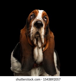 Portrait of Basset Hound Dog Looks Apathy on Isolated black background, front view