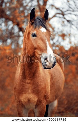 Foto Bild Misstrauisch Natur