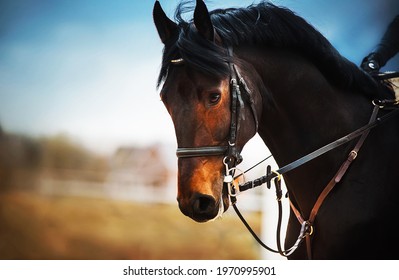 Portrait of a bay horse with a dark mane, a bridle on the muzzle and a rider in the saddle, which galloping against the background of a cloudy sky. Equestrian sports. Horse riding.