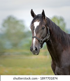 Portrait of a bay horse with a white mark on the muzzle in the bridle