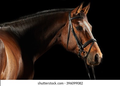 Portrait of a bay sport dressage horse