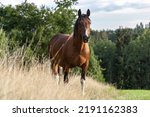 Portrait of a bayutiful pinto horse on a meadow in late summer outdoors during sundown in front of a rural landscape