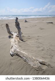 portrait of beached tree trunk along the shore of wild Maremma coastline, in Tuscany, Italy, on a sunny spring day