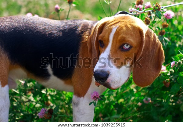 blue eyed beagle