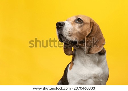 Portrait of a beagle dog looking up over its shoulder on a yellow background
