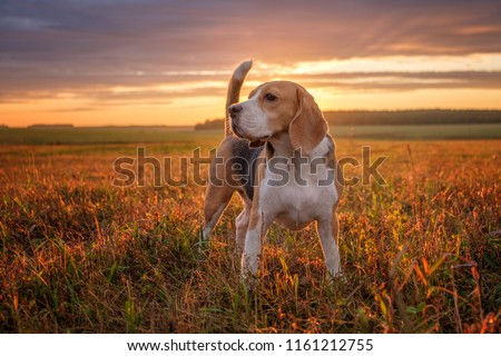 portrait of a Beagle dog on the background of a beautiful sunset sky in the summer after the rain while walking in nature