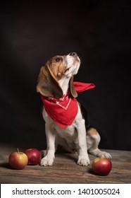 Portrait of beagle dog wearing red bandana sitting on wooden floor behind black background. Dog still life with apples. Healthy dog