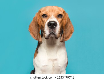 Portrait of a beagle looking at the camera on a blue background in a horizontal image