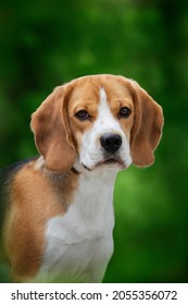 Portrait of a beagle on a green background