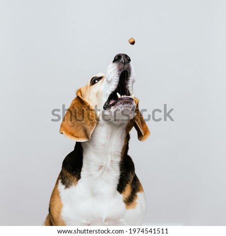 Portrait of Beagle opening mouth trying to catch food and resulting in showing various funny facial expressions with a complete white background, front view