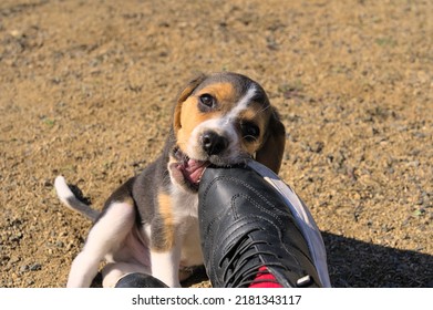 Portrait Of A Beagle Puppy Eating A Black Shoe