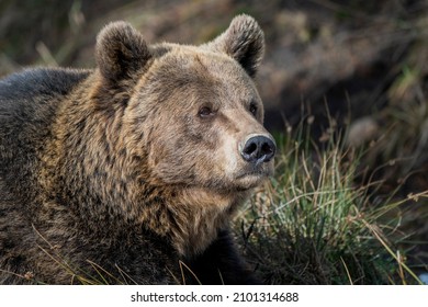 Portrait Of A Bear In The French Pyrenees