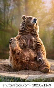 Portrait Of A Bear Sitting Down While Holding Its Paw