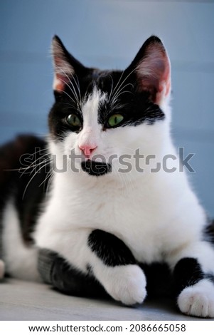 Similar – Cat sitting in a cat bed on a couch