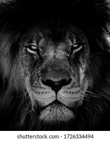 Lion Noir Et Blanc High Res Stock Images Shutterstock