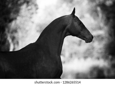 Portrait Of Beautiful Akhal-Teke Stallion In Profile On Blurry Background. Horizontal Photo, Side View, Black And White.