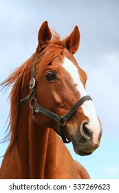 Portrait of a beautiful anglo-arabian stallion against blue sky summertime