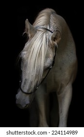 Portrait of a beautiful Arabian stallion on the black background.