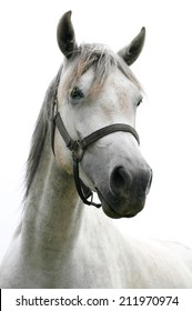 	Portrait of an beautiful arabian white horse. 	Close-up of a gray youngster in summer paddock