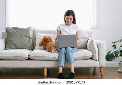 Portrait of beautiful Asian woman sitting on couch and her lovely chihuahua dog sit besides while working on laptop computer in living room at home. Work from home, New normal and Friendly Concept