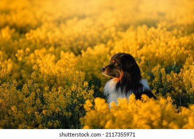 Portrait of a beautiful Australian Shepherd in a rapeseed field. Aussie on a sunset yellow meadow. High quality photo