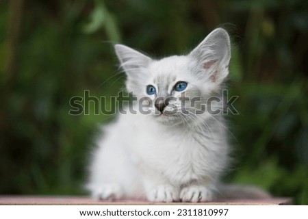 Portrait of a beautiful Balinese Kitten