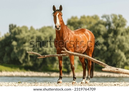 Portrait of a beautiful bay brown andalusian x arab horse gelding at the gravel beach bank of a river in summer outdoors