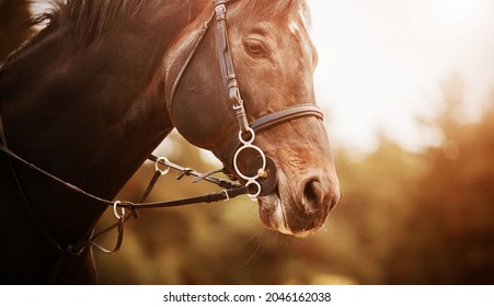 Portrait of a beautiful bay horse with a bridle on its muzzle, which gallops quickly on a sunny evening. Equestrian sports. Horse riding. Equestrian life.