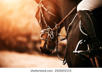 Portrait of a beautiful bay horse with a bridle on its muzzle and a rider in the saddle, which are illuminated by bright sunlight. Horse riding. Equestrian sports. Equestrian life. - Powered by Shutterstock