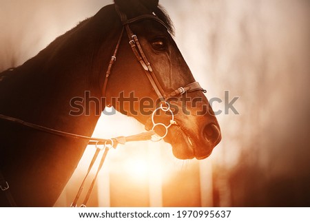 Similar – Foto Bild Pferd im Gegenlicht ruhig