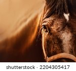 Portrait of a beautiful bay horse, illuminated by sunlight, close-up. Photo of a horse. Equestrian life. The horse