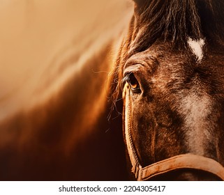 Portrait of a beautiful bay horse, illuminated by sunlight, close-up. Photo of a horse. Equestrian life. The horse's eye. - Shutterstock ID 2204305417