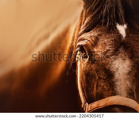 Portrait of a beautiful bay horse, illuminated by sunlight, close-up. Photo of a horse. Equestrian life. The horse's eye.