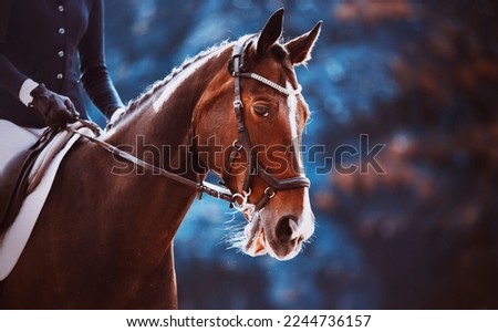  Portrait of a beautiful bay horse on a background of blue foliage on a summer day. Equestrian sports and horse riding. Equestrian life.