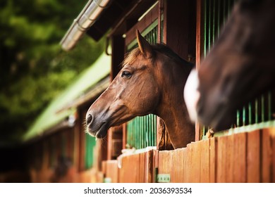 Portrait of a beautiful bay horse standing in a stall in the stable in the summer. Equestrian life. Livestock.