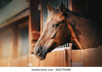 Portrait of a beautiful bay horse standing in a wooden stall in a stable on a farm. Agriculture and livestock. Equestrian life.
