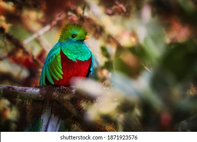 Portrait of beautiful bird. Resplendent Quetzal in its natural environment.  Pharomachrus mocinno, long-tailed, iridescent tropical bird among blurred leaves. Wildlife, Talamanca, Costa Rica.