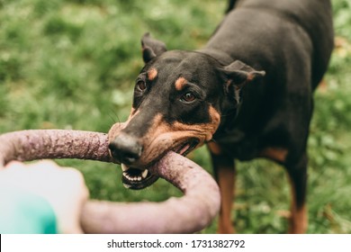 Portrait of a beautiful black and brown Doberman dog aggressively plays with a man and a ring in the park on the green grass in summer. Dragging a toy.