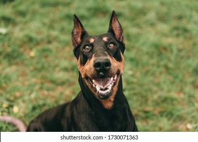 Portrait of a beautiful black and brown dog breed Doberman, which sitting in the park on the green grass in summer.