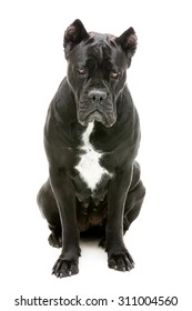 Portrait of beautiful black Cane Corso dog with sad expression on its face. Sitting pose. Isolated over white background.