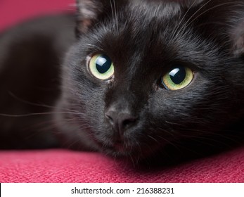 Portrait of a beautiful black cat at home.