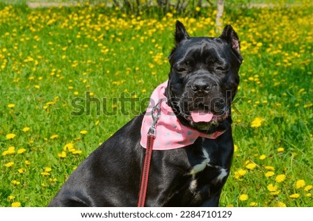 Portrait of a beautiful black dog female of the Italian Cane Corso breed. A dog sits on a lawn in a park against a backdrop of yellow dandelion flowers.
