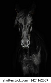 Portrait of a beautiful black horse on the black background.