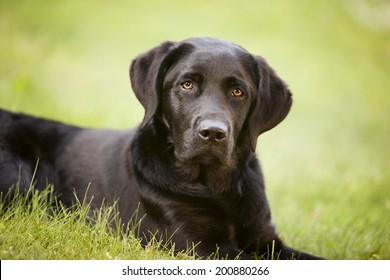 Portrait Of A Beautiful Black Lab Puppy Lying In The Grass.