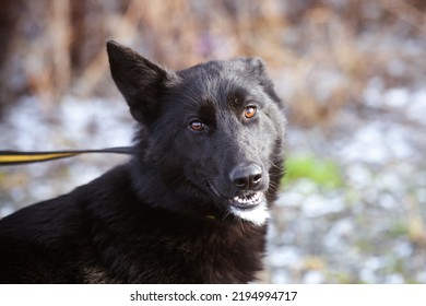 Portrait Of A Beautiful Black Mongrel Dog