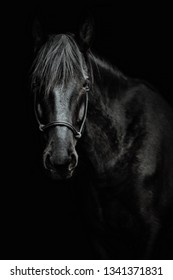 Portrait of a beautiful black stallion on a black background. Sport horse with studio light