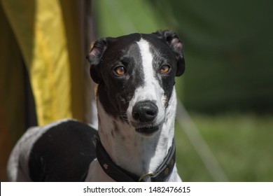 black and white greyhound dog