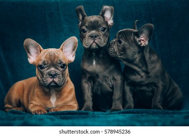 Portrait Beautiful Blue French Bulldog Stock Photo (Edit Now) 578945449