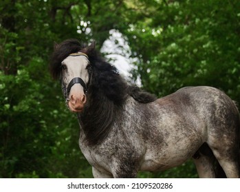 portrait of a beautiful breeding stallion of the breed: gypsy vanner or irish cobin the coniferous forest, a horse with a long mane and blue eyes. - Shutterstock ID 2109520286